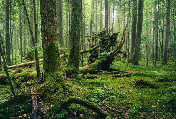 istock Dark green rainforest with broken trees and mossy roots. 1162153306
