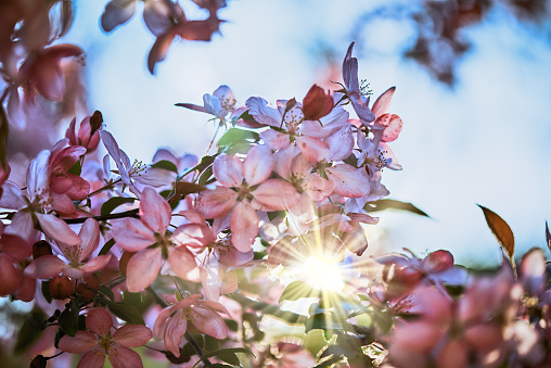 Close-up image of the beautiful pink spring blossom of  apple tree