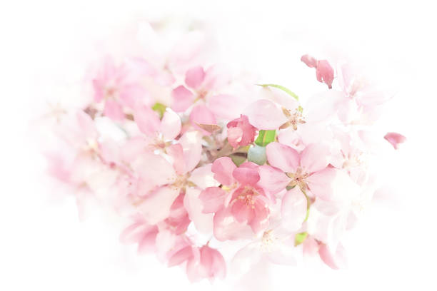 Close-up image of the beautiful pink spring blossom of  apple tree
