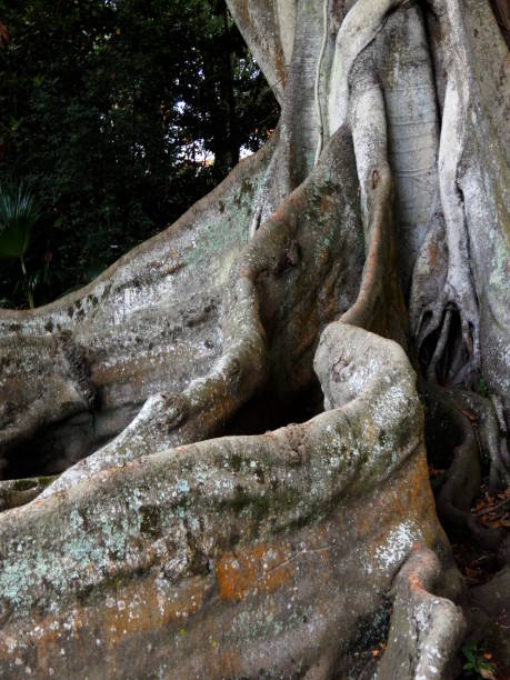 istock Ficus macrophilla in botanial garden 1162154623