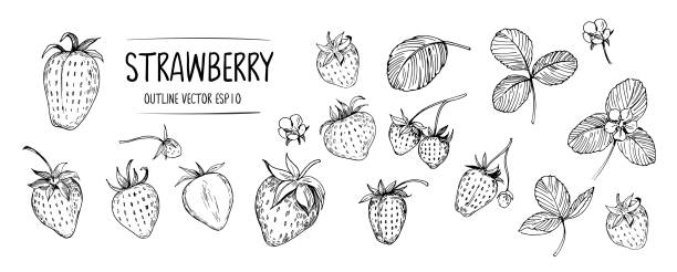 ilustraciones, imágenes clip art, dibujos animados e iconos de stock de juego de fresa. contorno dibujado a mano con fondo transparente. vector - strawberry