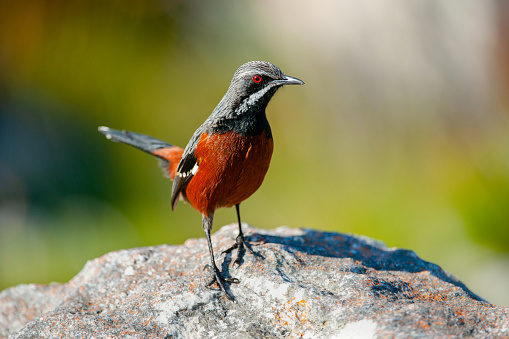 The Cape rockjumper or rufous rockjumper (Chaetops frenatus) is a medium-sized insectivorous passerine bird endemic to the mountain fynbos of southernmost South Africa.