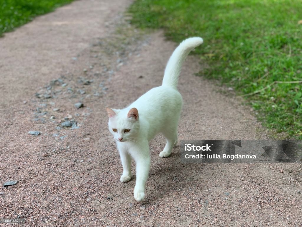 Kucing Putih Berjalan Di Taman Foto Stok - Unduh Gambar Sekarang - Alam