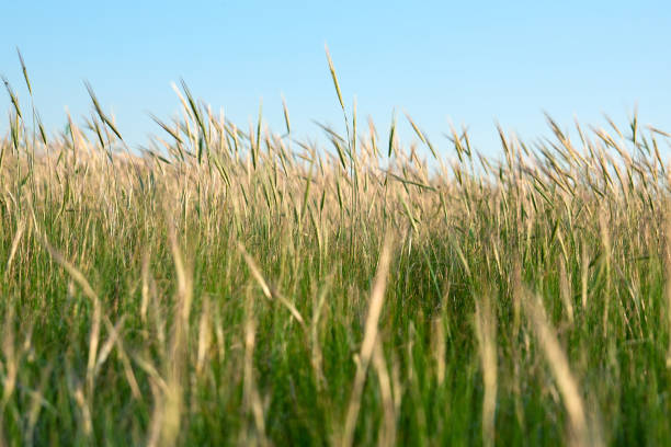 istock wild steppe on a summer day, Ukraine, Kherson region 1162156205