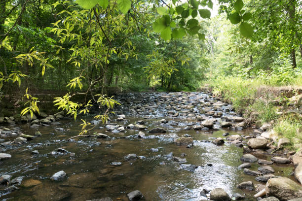 istock A stone weir in the forest 1162157252