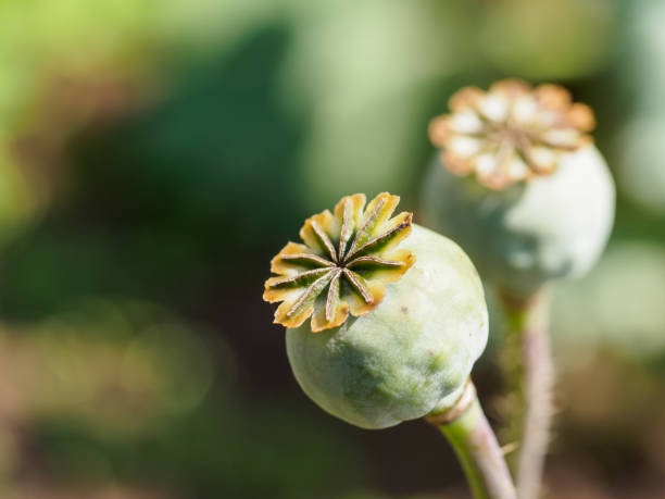 вид на маковую голову крупным планом в саду. - poppy capsule стоковые фото и изображения