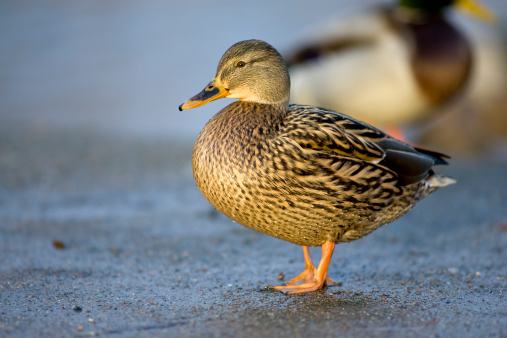 Female mallard duck on a sunny December day in Sweden. In aRGB color for beautiful prints.