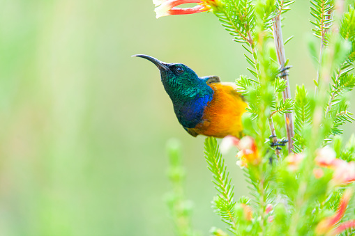 The orange-breasted sunbird (Anthobaphes violacea) is endemic to the fynbos habitat of southwestern South Africa.