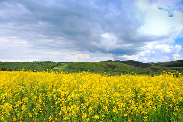 istock Yellow rape field under the blue clouds sky with sunlight. 1162158733
