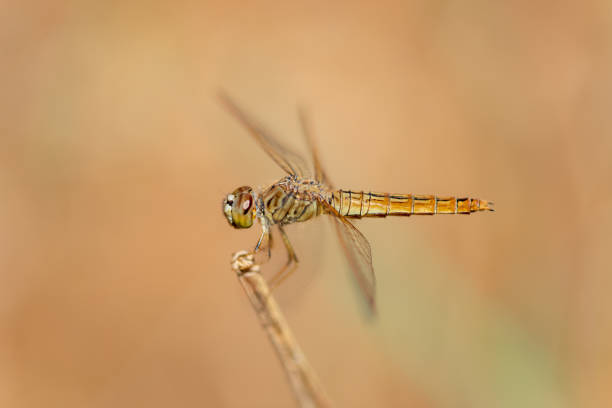 istock The small dragonfly in mating season 1162159119