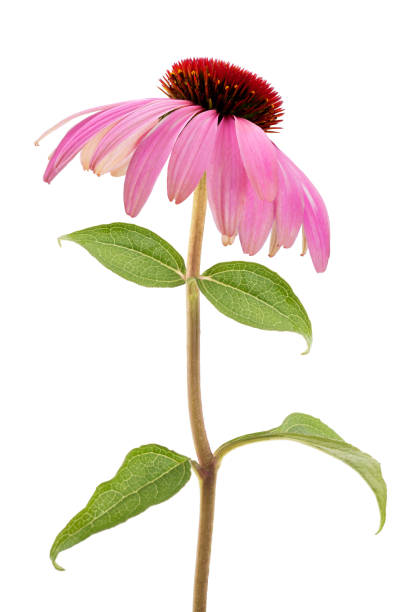 flor de coneflor púrpura (echinacea purpurea) - coneflower fotografías e imágenes de stock