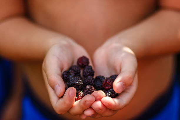 ripe blackberries in children's hands close
