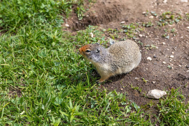 istock Yellow Bellied Marmot 1162161800