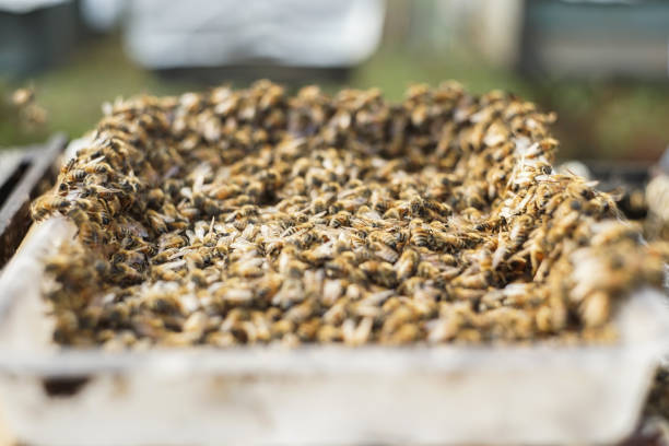 istock Bee hives in a garden. 1162163267