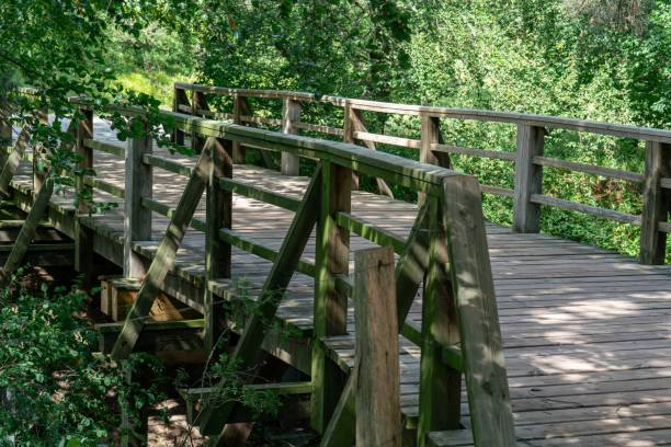 istock wooden pedestrian bridge with wild nature 1162163696