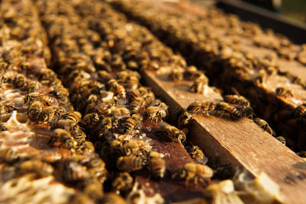 istock Bee hives in a garden. 1162163797