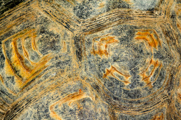 istock Close up reeves turtle skin 1162163875