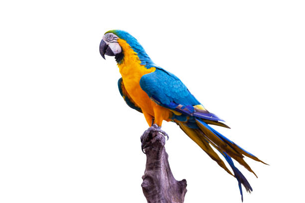 istock Bird Blue-and-yellow macaw standing on branches 1162163888