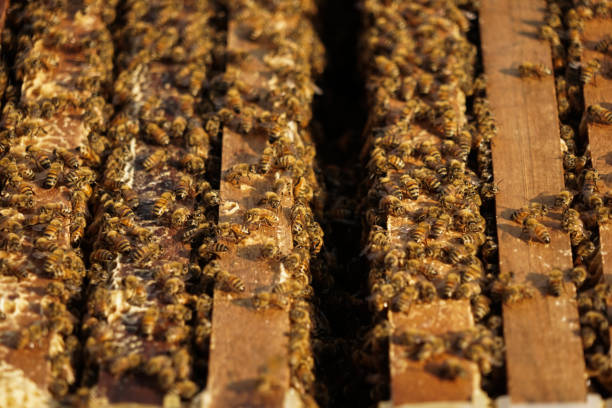 istock Bee hives in a garden. 1162163927
