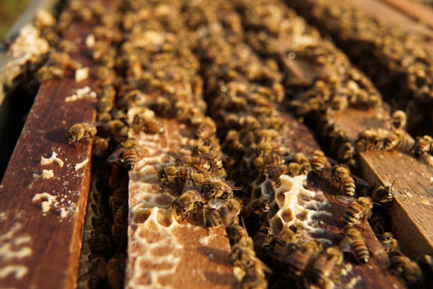 istock Bee hives in a garden. 1162163928
