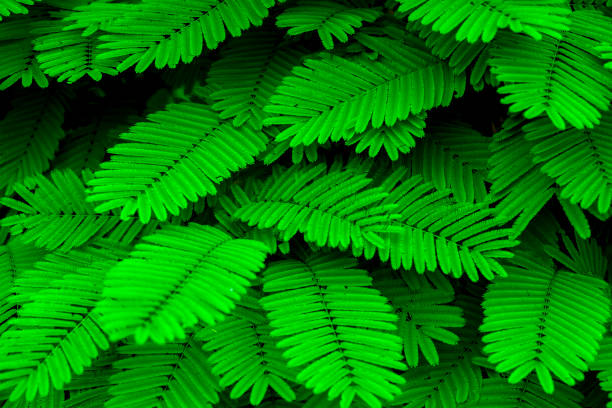 istock Green mini leaf tone in natue for background 1162163966