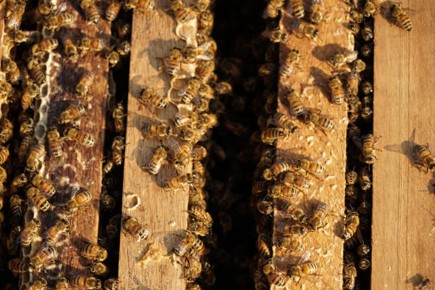 istock Bee hives in a garden. 1162163972