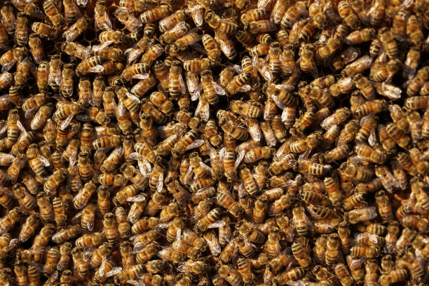 istock Bee hives in a garden. 1162164025