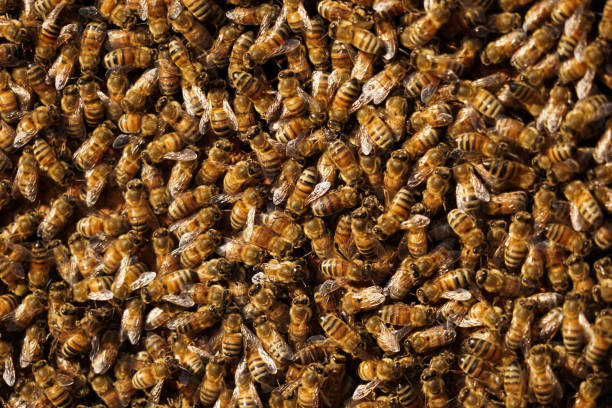 istock Bee hives in a garden. 1162164101