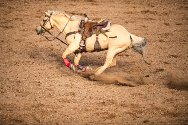 istock Horse in Rodeo Goat Tying event 1162165196