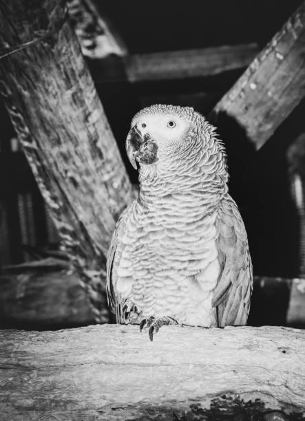 istock Brightly colored parrot perching on a branch, Cape Town, South Africa 1162165499