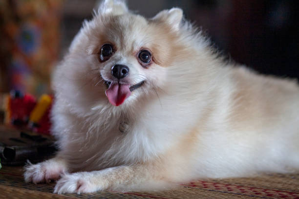 istock Close up Pomeranian dog on table 1162166165