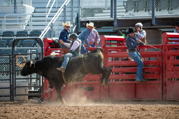 istock Cowboy Bull Riding in Rodeo Arena 1162166676