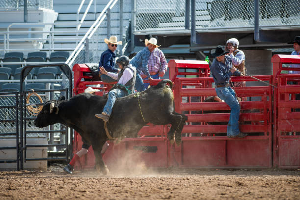 Cowboy Bull Riding in Rodeo Arena Cowboy Bull Riding in Rodeo Arena bull riding bull bullfighter cowboy hat stock pictures, royalty-free photos & images