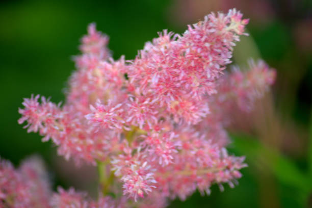 istock Flowering stem of meadowsweet 1162167008