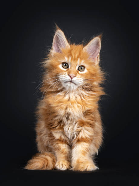 istock Gorgeous red Maine Coon kitten on black 1162167076