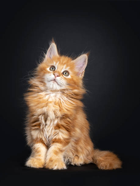 istock Gorgeous red Maine Coon kitten on black 1162167627