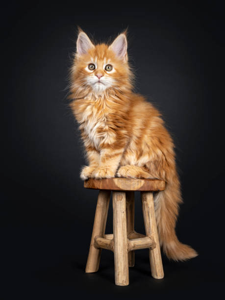 istock Gorgeous red Maine Coon kitten on black 1162167629
