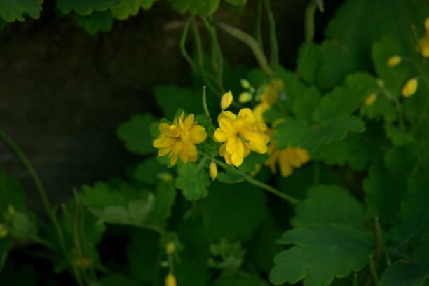 istock Greater celandine flowers, yellow 1162168035