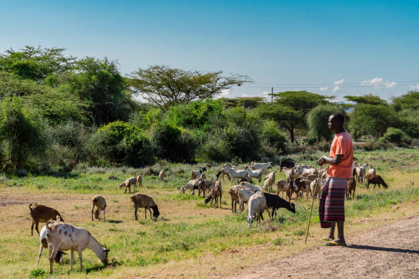Masai shepherdess with goats stock photo