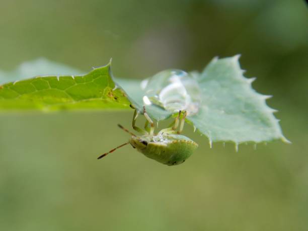 istock drops of rain on the grass and green beetle 1162168517