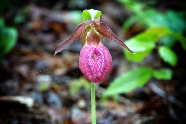 istock Wildflowers in bloom (jack in the pulpit) 1162168616