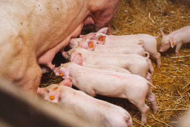 istock Piglets drinking milk from sow at pig farm 1162168709