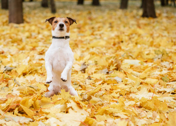 istock Dog sitting on hind legs in begging pose in fall (autumn) park 1162168816