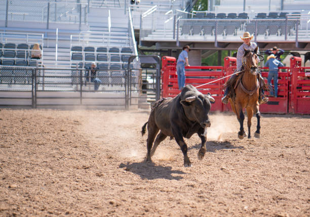istock Clearing the bull from the rodeo arena 1162168818