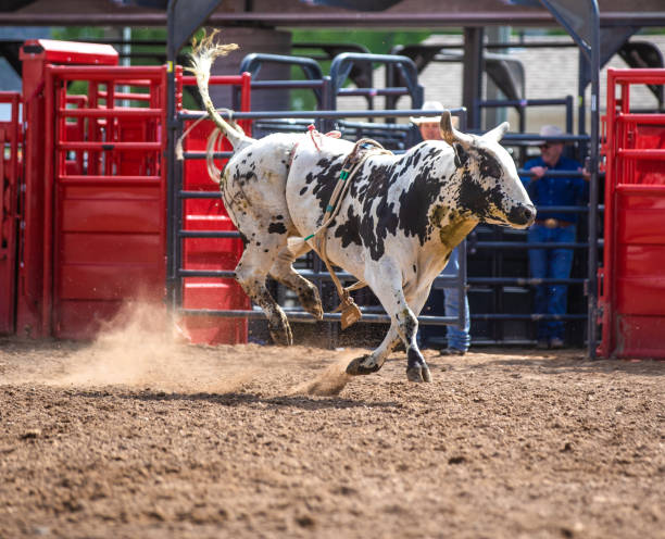 istock Clearing the bull from the rodeo arena 1162169426