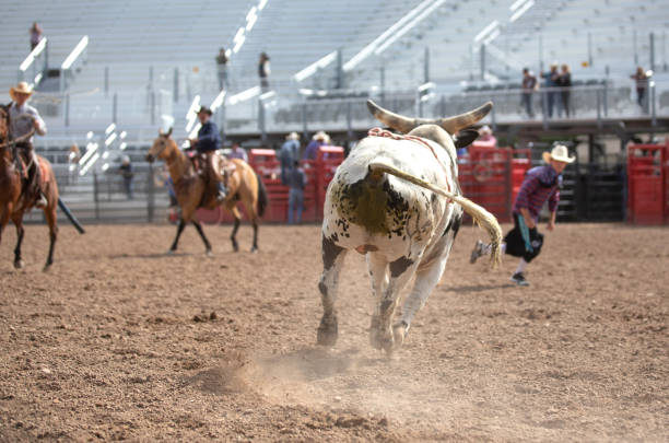 istock Clearing the bull from the rodeo arena 1162169500