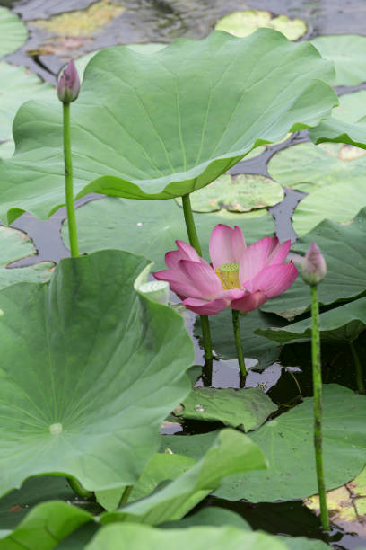 istock Lotus blossoms in the pond 1162169894