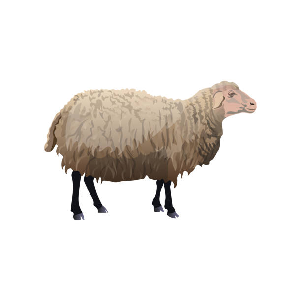 ilustrações de stock, clip art, desenhos animados e ícones de standing farm sheep. - jumbuck