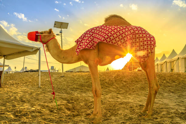 istock Camel in desert safari 1162171401