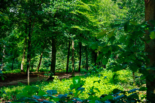 nature park Utrechtse Heuvelrug, Holland